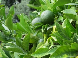 Not yet ripe orange in the monastery garden